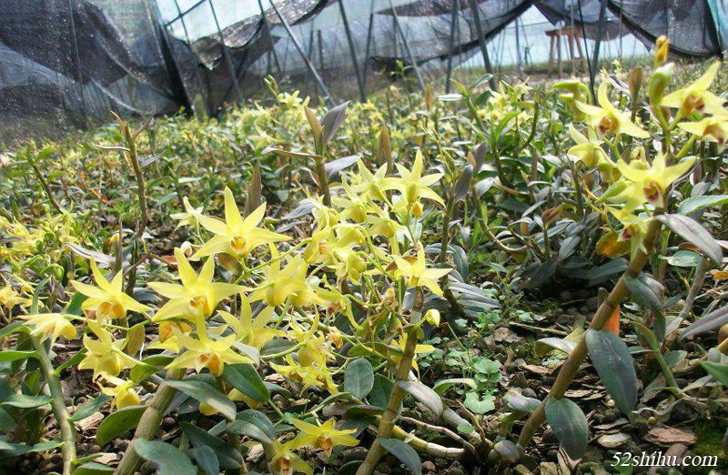 鐵皮石斛花怎么加工？石斛花加工方法