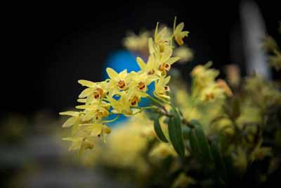 鐵皮石斛花有哪些功效好處？鐵皮石斛花泡水喝有哪些功效好處