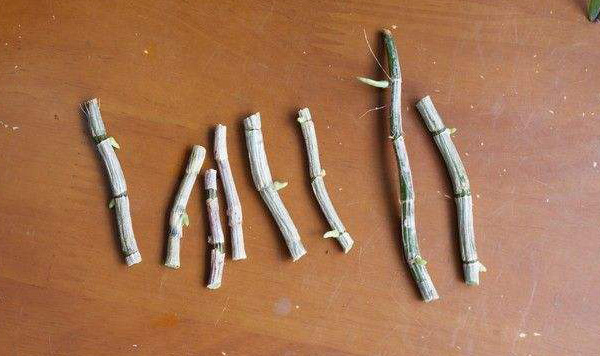 石斛扦插繁育的簡單方法