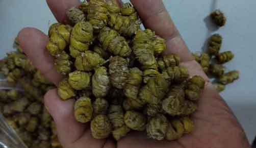 銅皮楓斗和鐵皮楓斗的區(qū)別