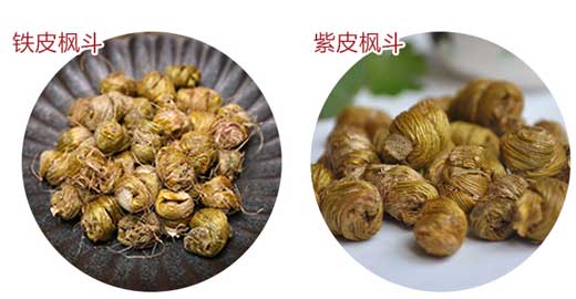 鐵皮楓斗與紫皮楓斗的區(qū)別